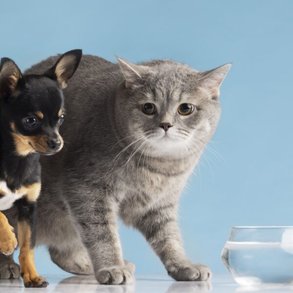 PET SUPPLIES